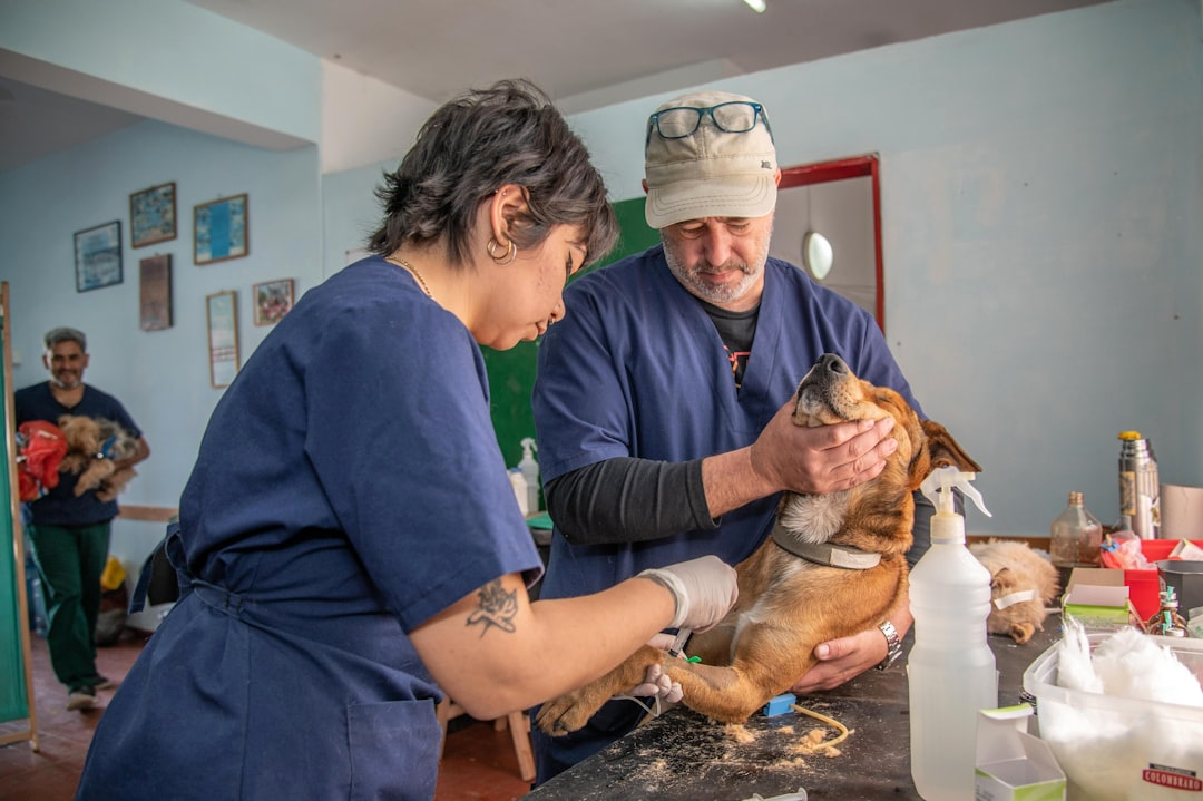 Veterinario atendiendo a un perro amigable en un sillón en casa.