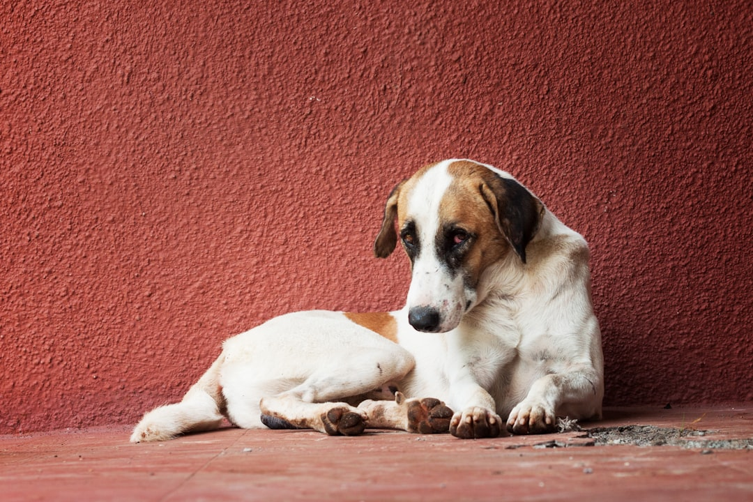 Veterinario acariciando suavemente a un cachorro mientras un niño mira con curiosidad.